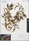 Foto von Salix fragilis L.